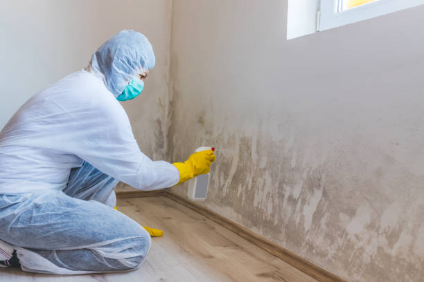 Mold Remediation specialist working in Spring Grove