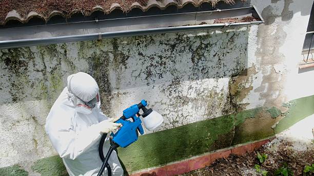 Mold Removal service in Spring Grove